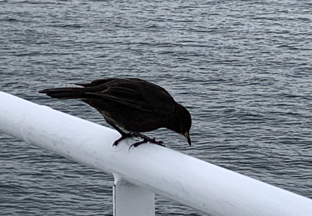 Falkland-Uferwipper (maculirostris) - ML646376784