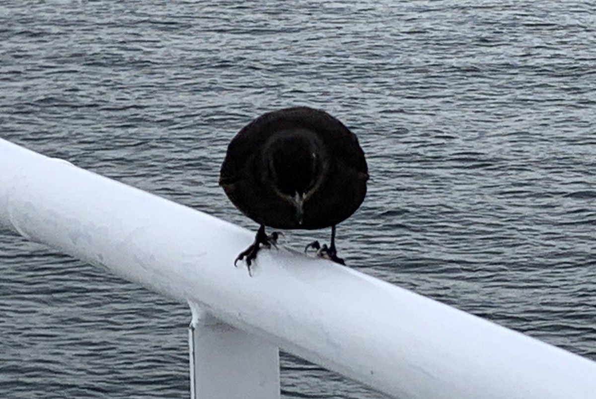 Falkland-Uferwipper (maculirostris) - ML646376785