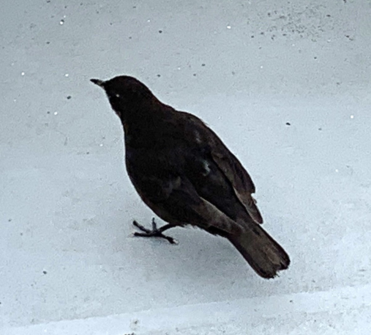 Falkland-Uferwipper (maculirostris) - ML646376786