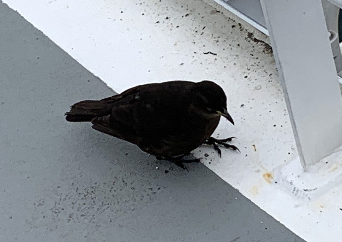 Falkland-Uferwipper (maculirostris) - ML646376787