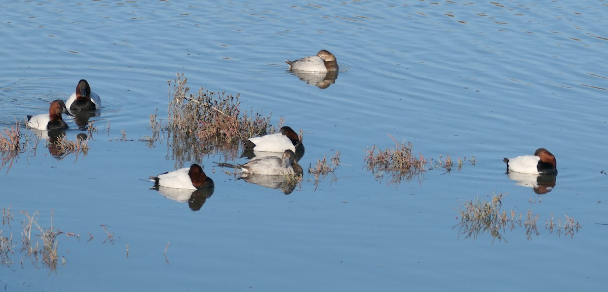 Riesentafelente - ML646376788