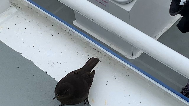 Falkland-Uferwipper (maculirostris) - ML646376789