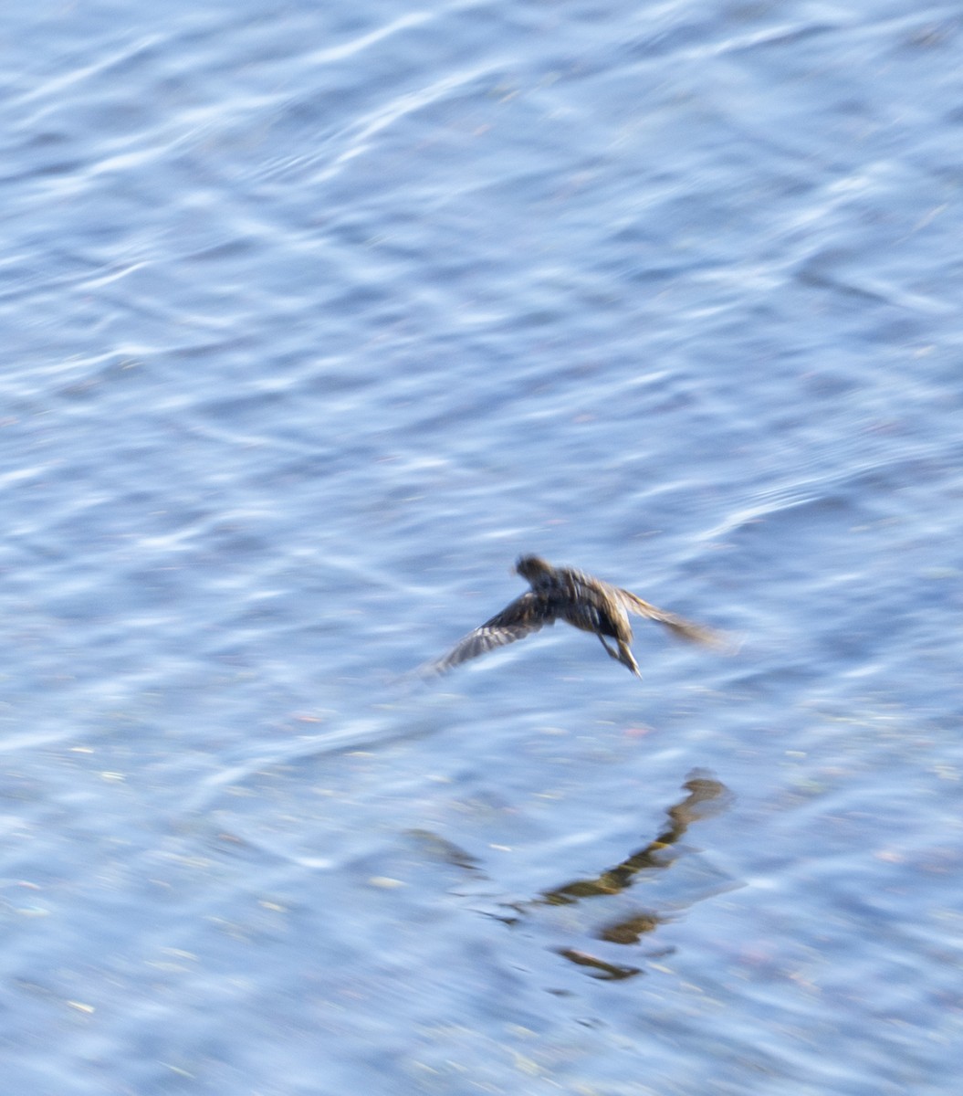 Carolinasumpfhuhn - ML646376790