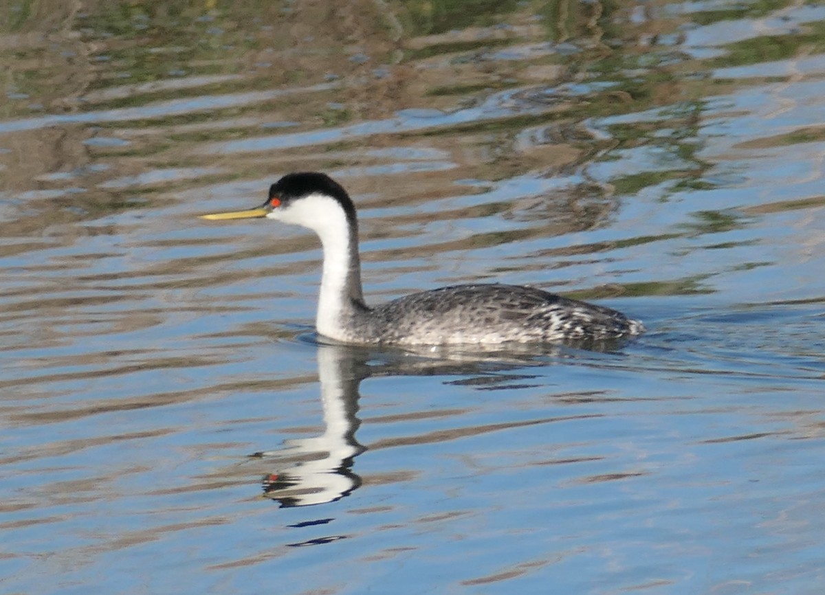 Western Grebe - ML646376791