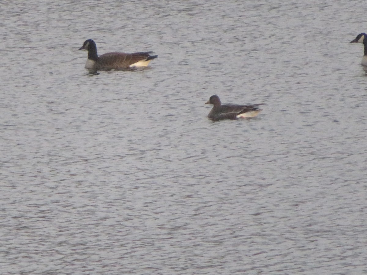 אווז לבן-מצח - ML646376792