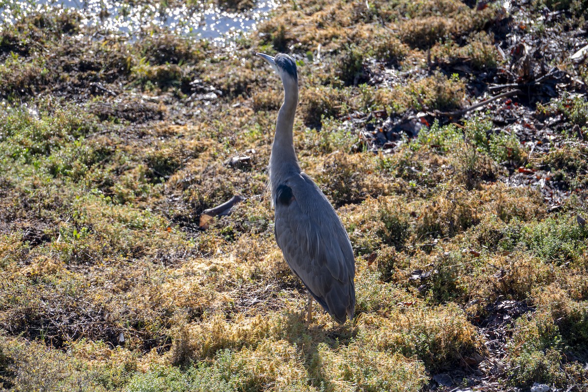 Great Blue Heron - ML646376793