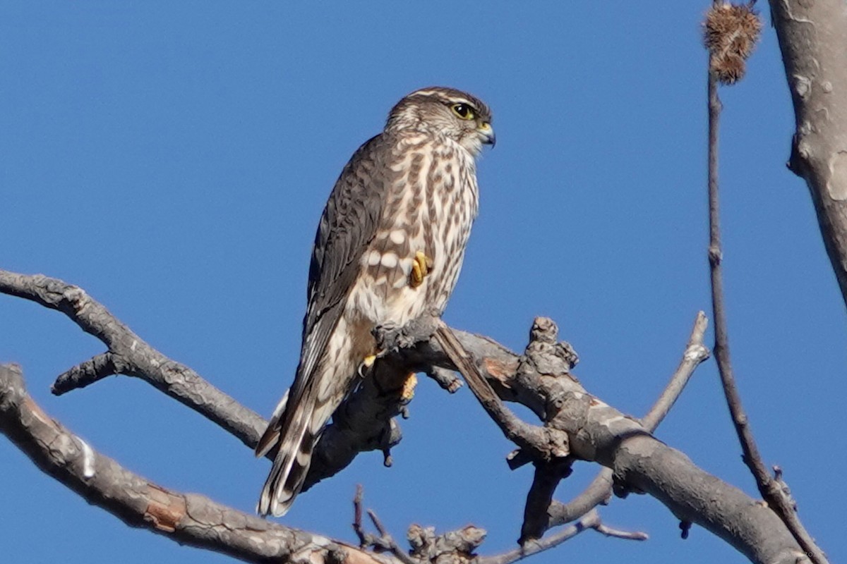 Merlin - ML646376794