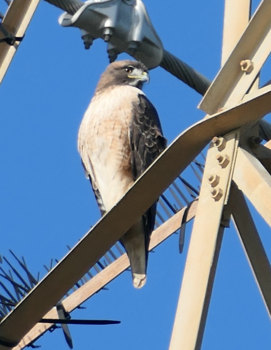 Red-tailed Hawk - ML646376795