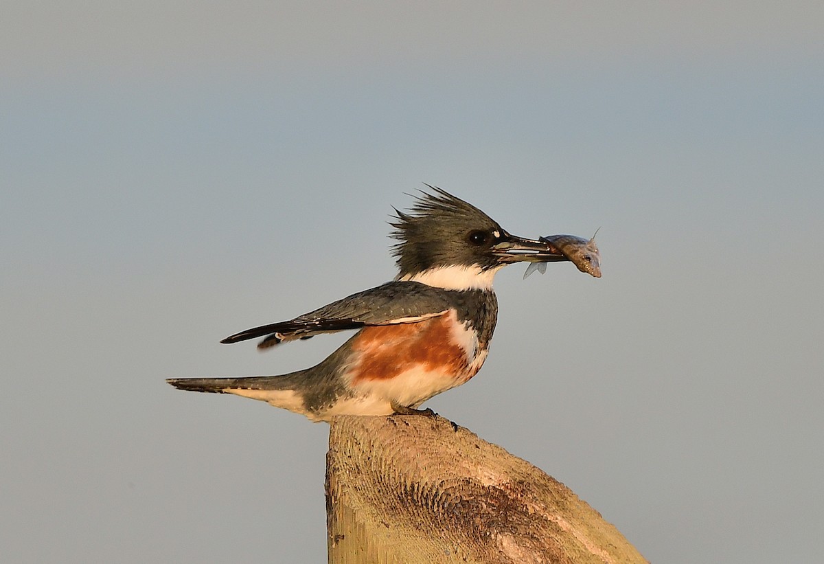 Belted Kingfisher - ML646376796