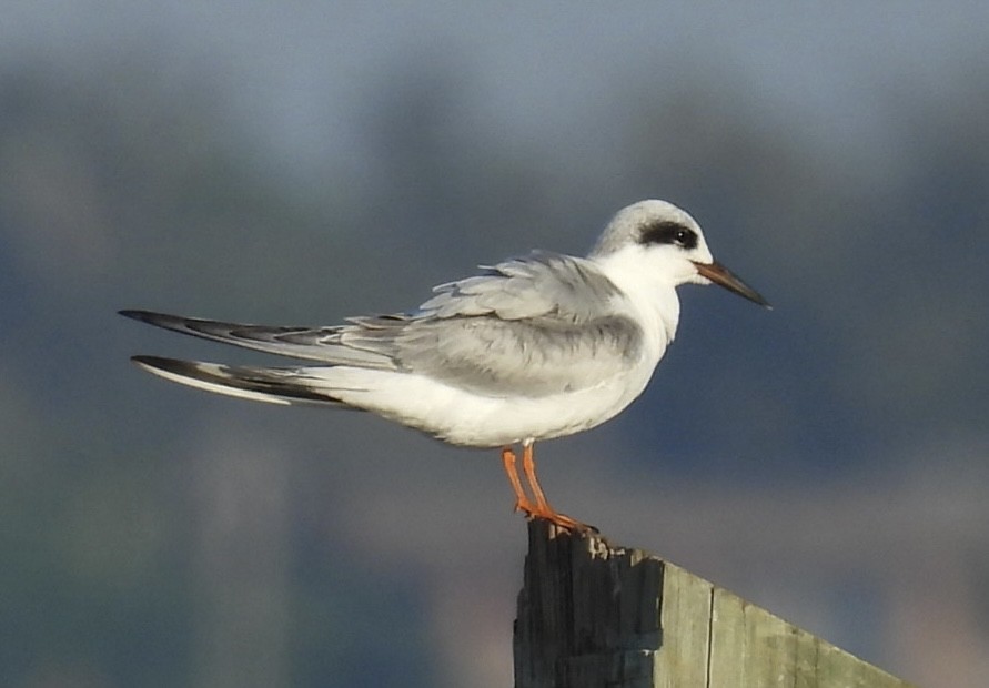 Forster's Tern - ML646376797