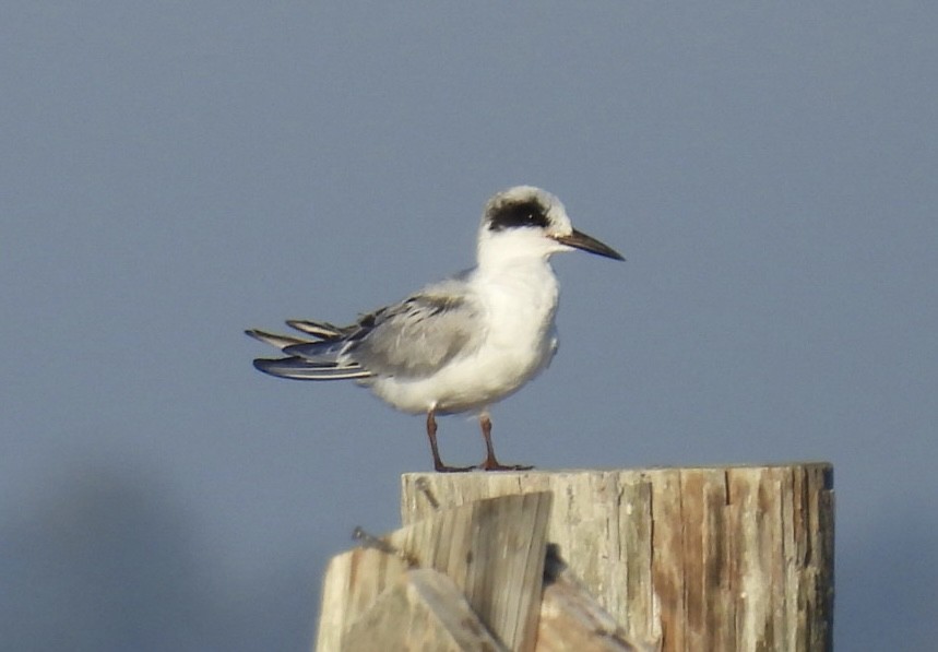 Forster's Tern - ML646376798