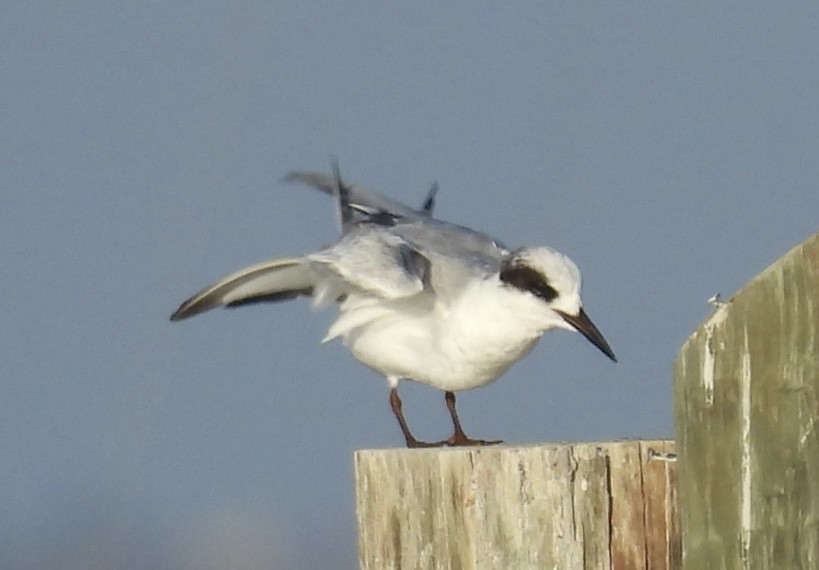 Forster's Tern - ML646376799