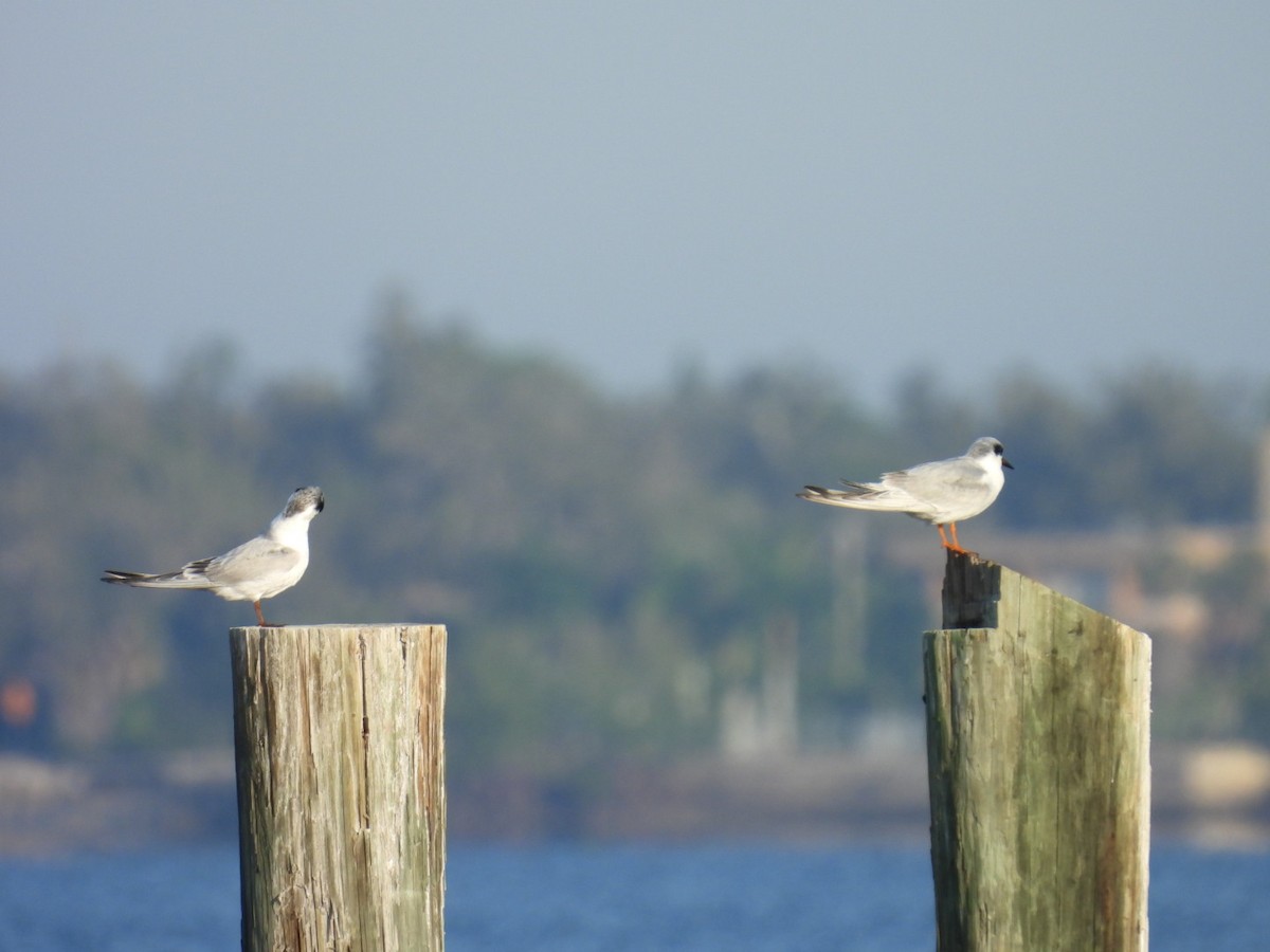 Forster's Tern - ML646376800