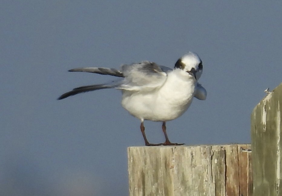 Forster's Tern - ML646376801