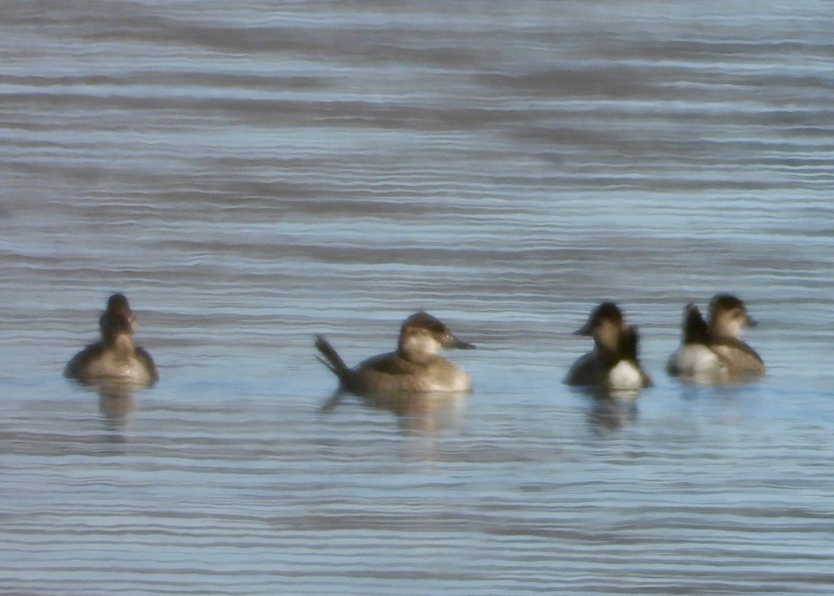 Ruddy Duck - ML646376803