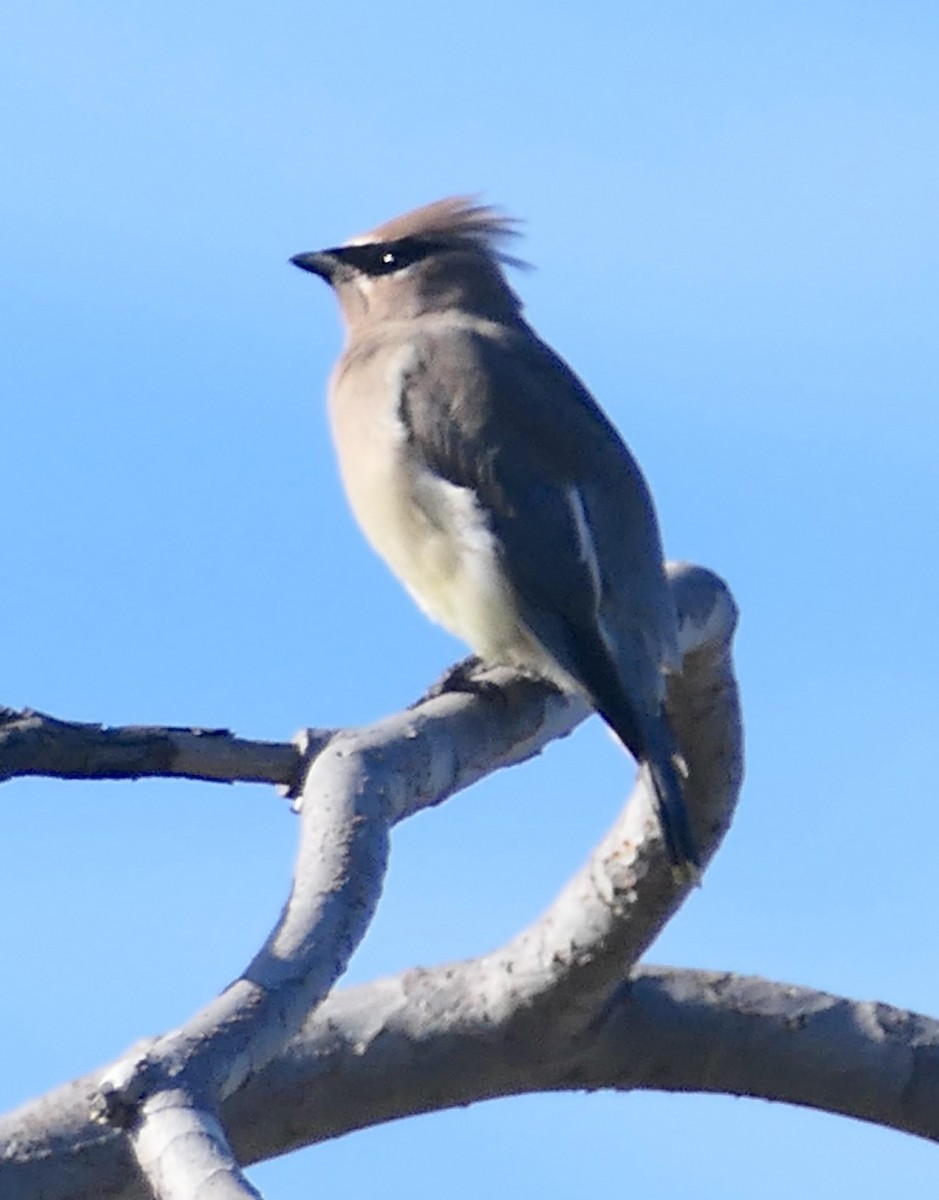 Cedar Waxwing - ML646376804