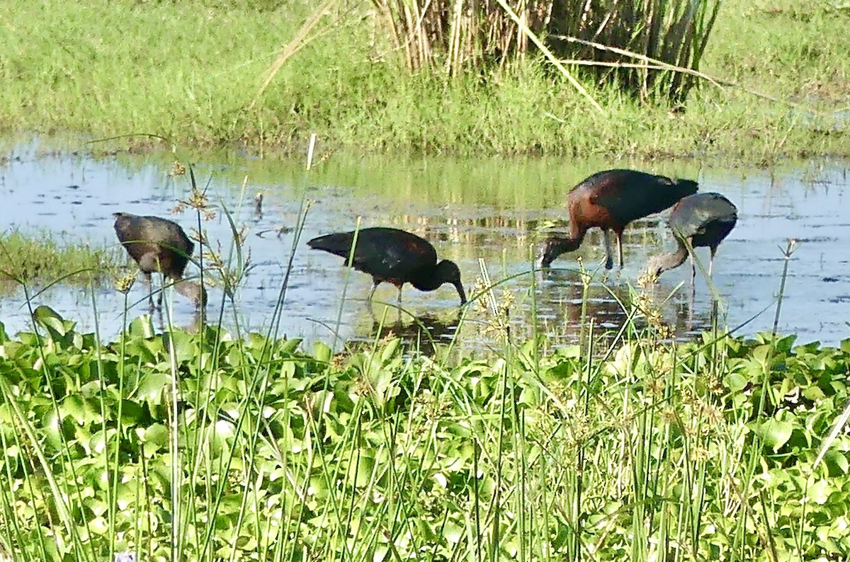 Ibis falcinelle - ML646376806