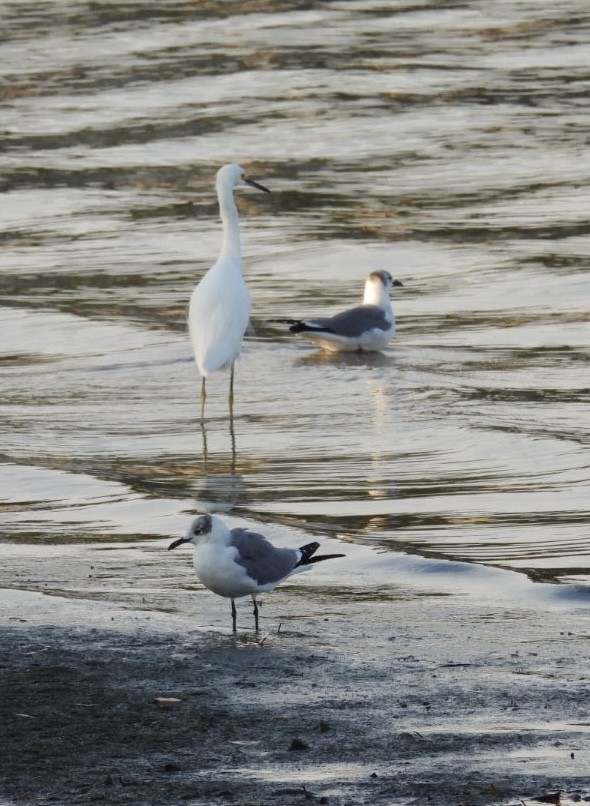 Laughing Gull - ML646376807