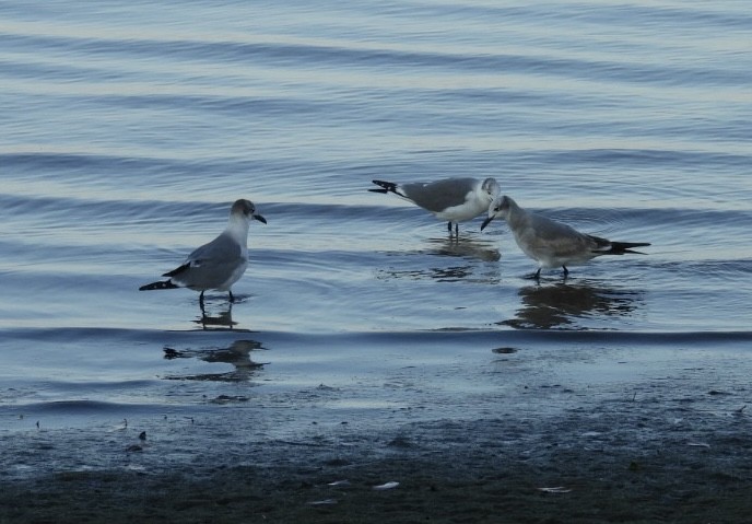 Laughing Gull - ML646376808