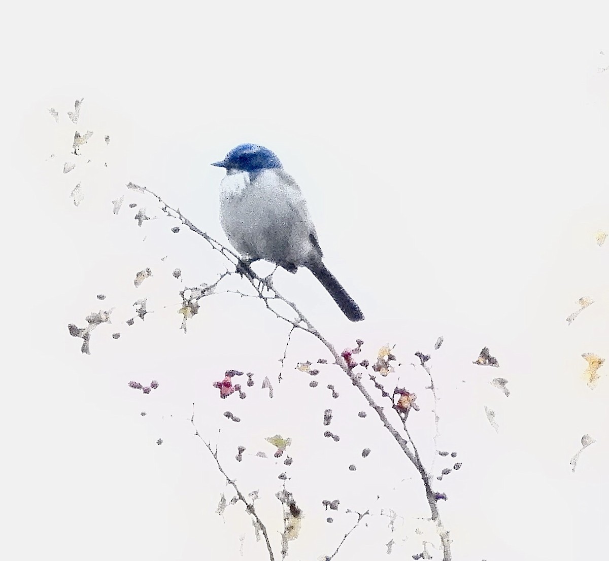 California Scrub-Jay - ML646376809
