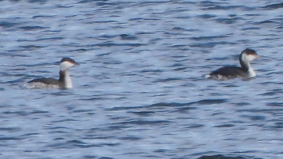 Txilinporta urrebelarria - ML646376810