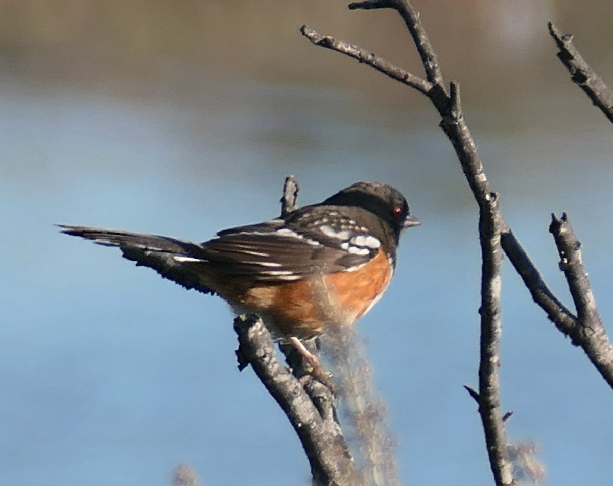 Spotted Towhee - ML646376811