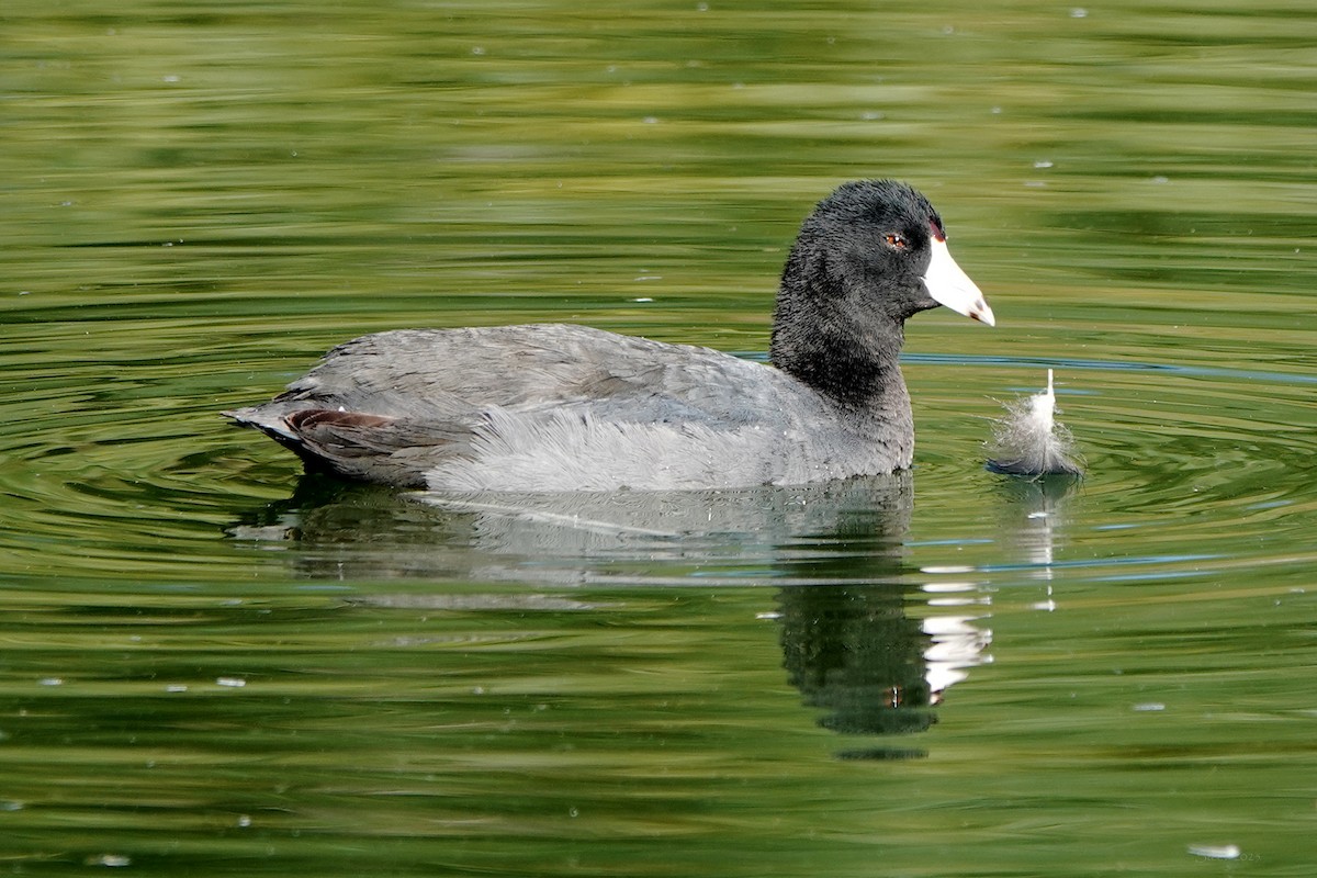 Лиска американська - ML646376812