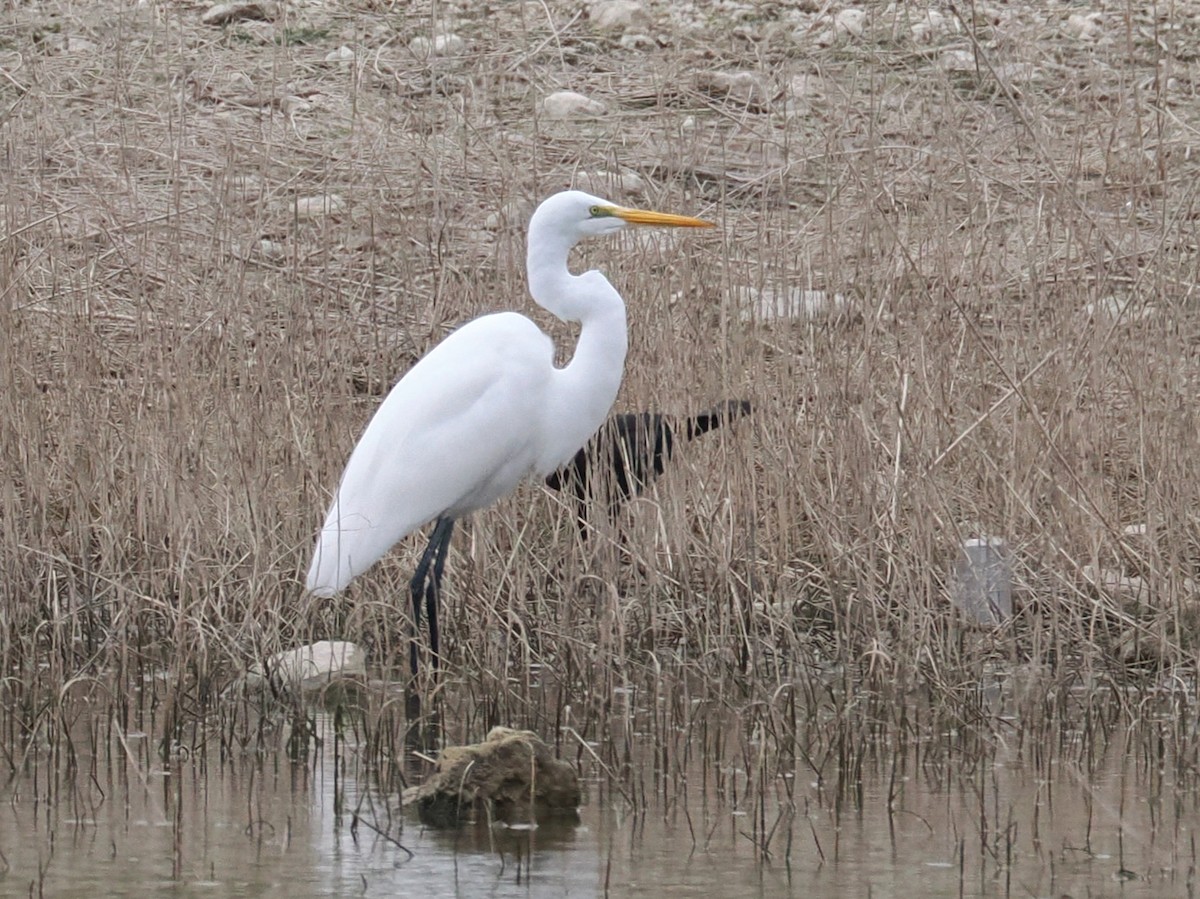 Great Egret - ML646376813