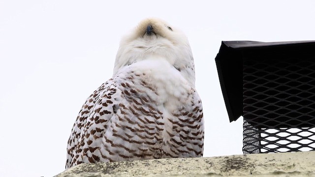 Búho Nival - ML646376814