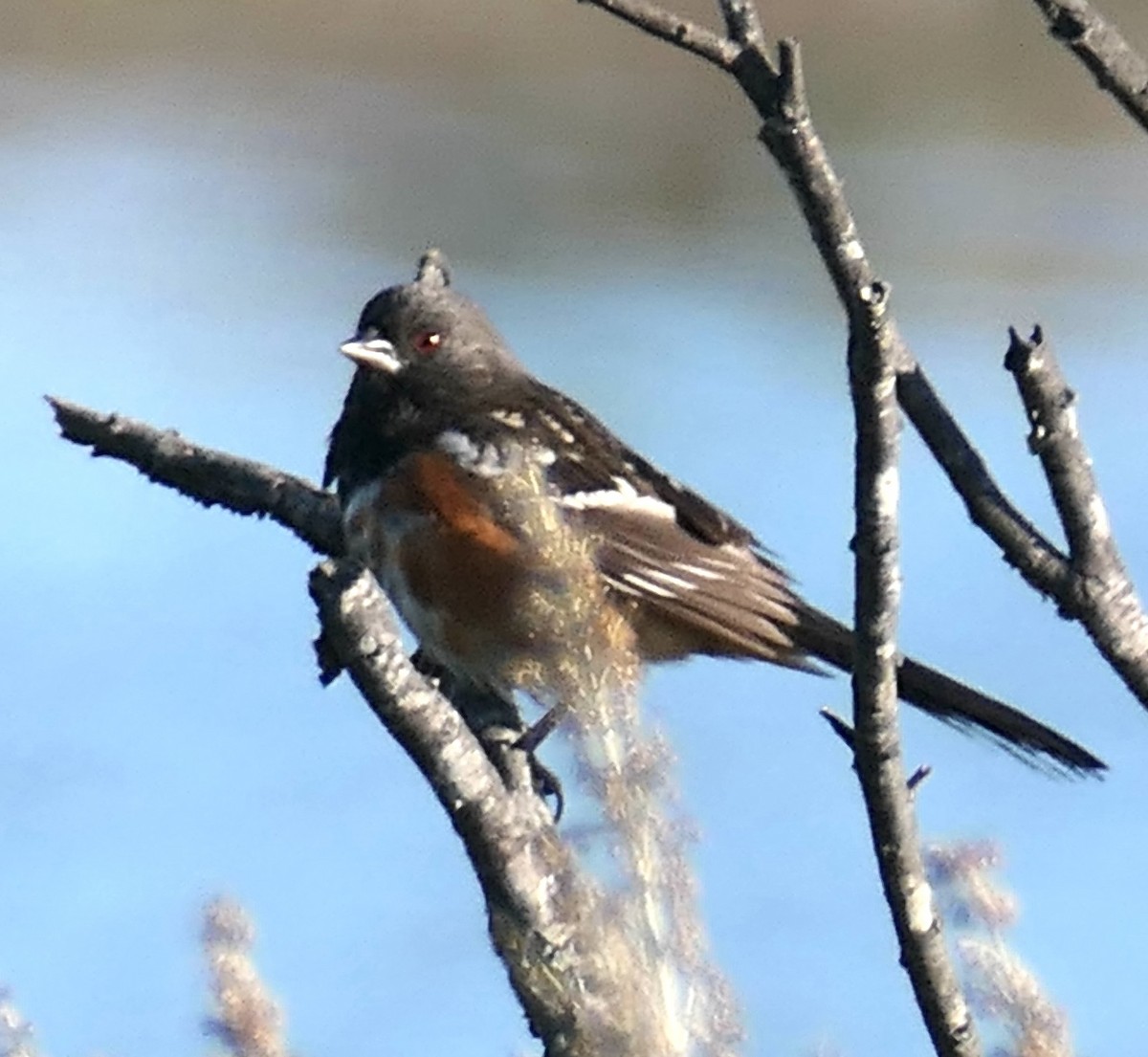Spotted Towhee - ML646376815