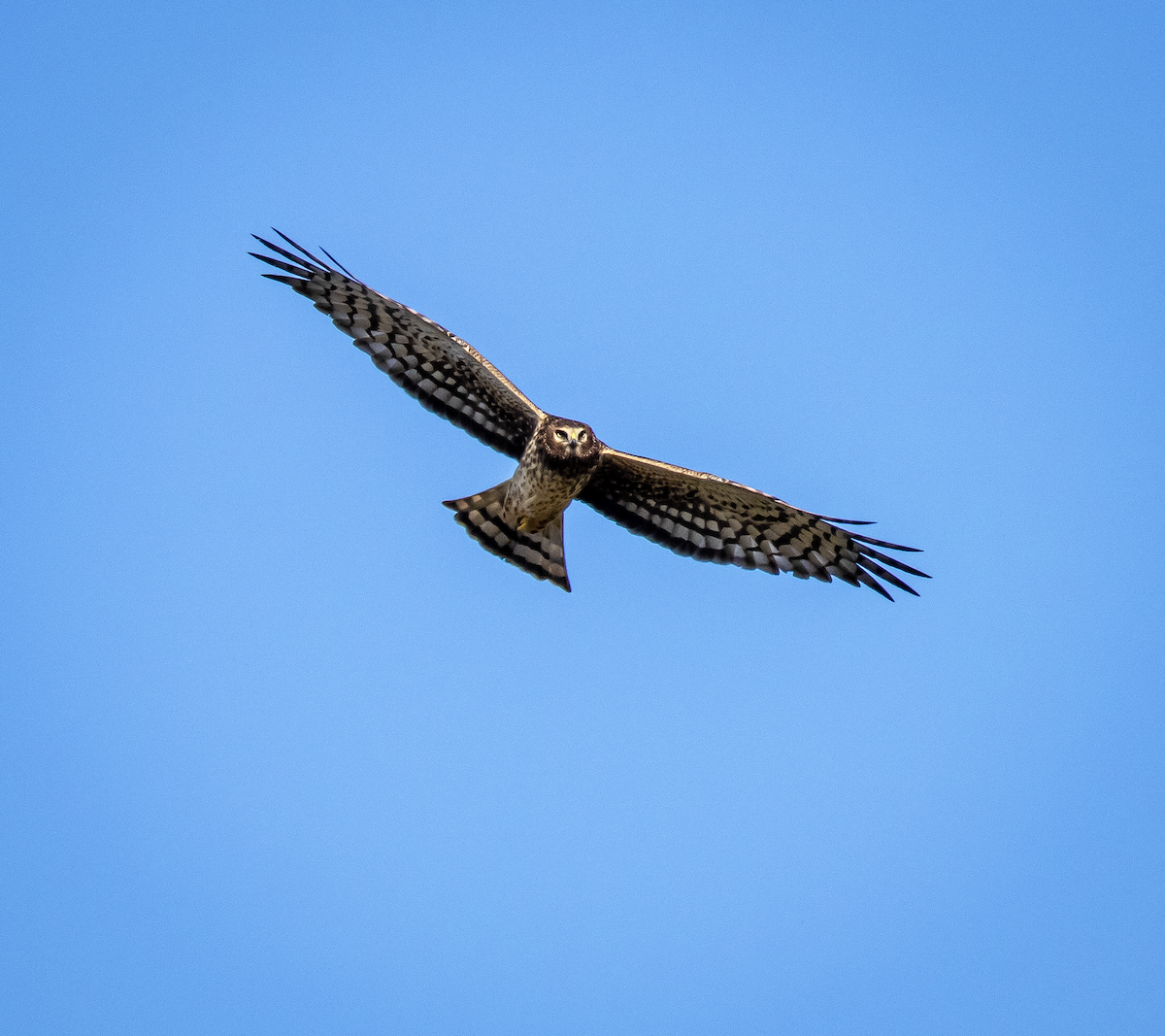 Northern Harrier - ML646376816