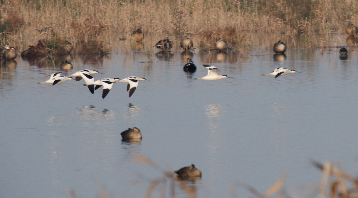 Pied Avocet - ML646376817