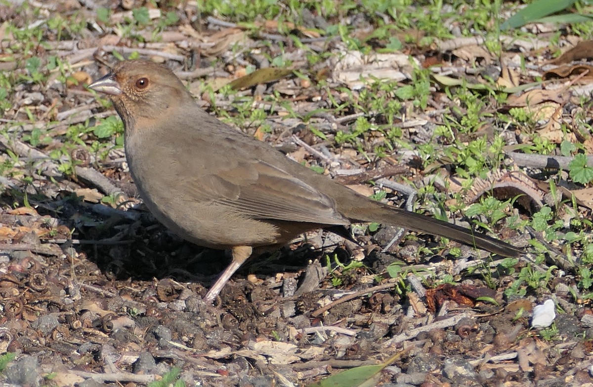 California Towhee - ML646376818