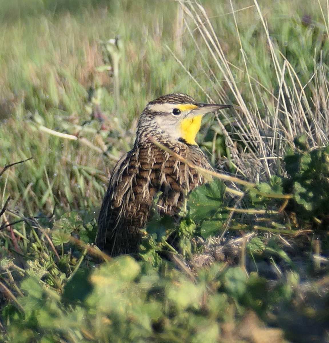 Western Meadowlark - ML646376820