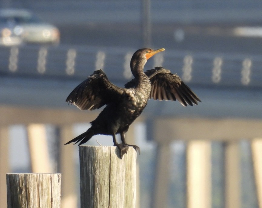 Double-crested Cormorant - ML646376821
