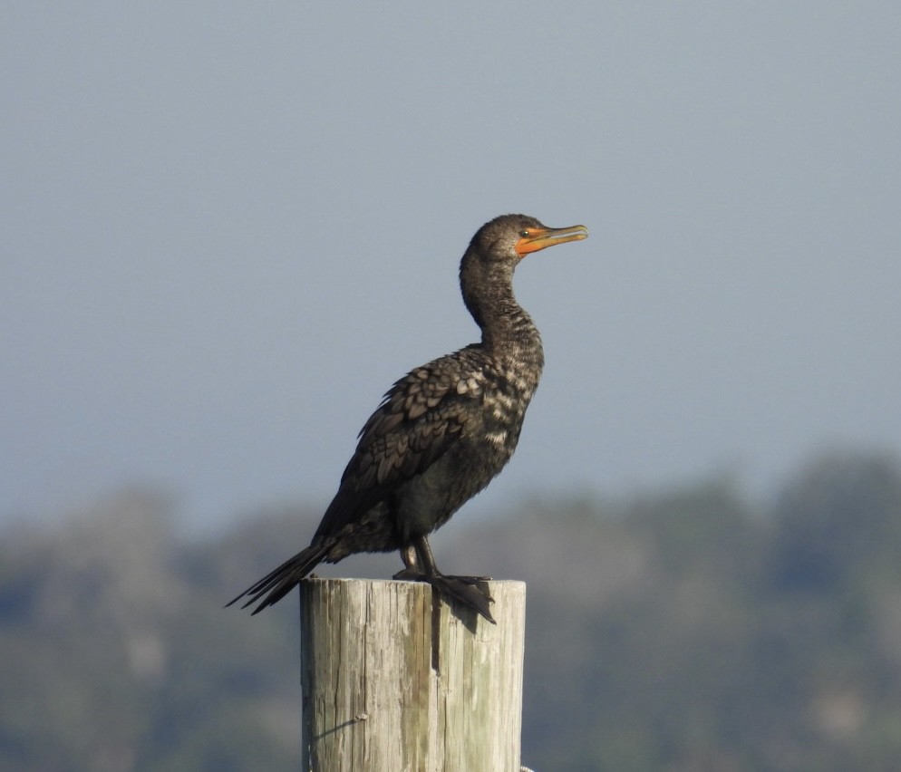 Double-crested Cormorant - ML646376822