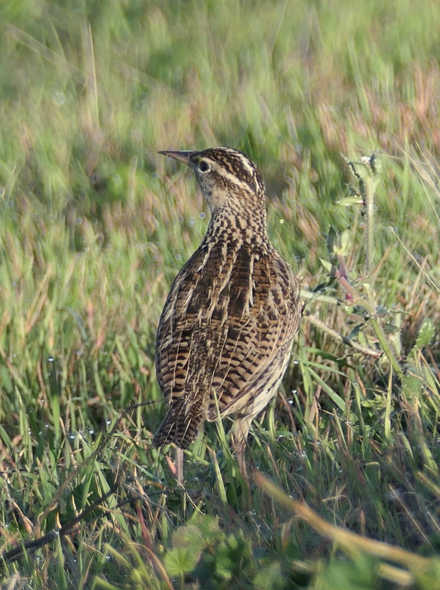 Western Meadowlark - ML646376824