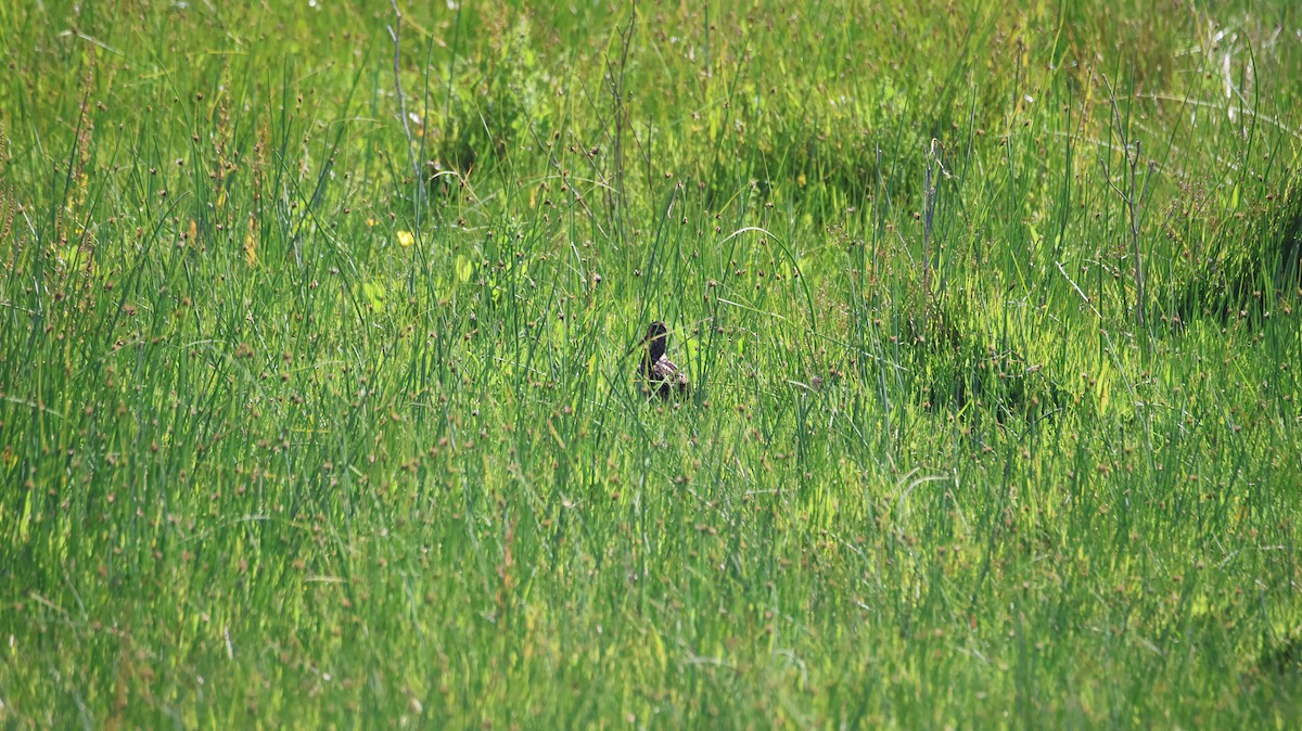Magellanic Snipe - ML646376825