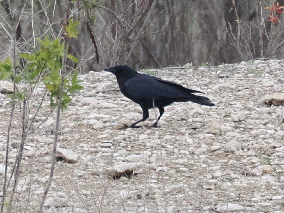 American Crow - ML646376826