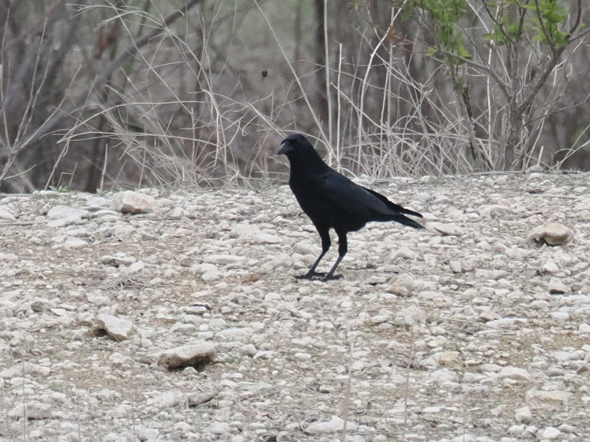 American Crow - ML646376827