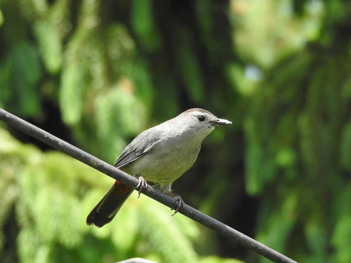 Пересмішник сірий - ML646376828