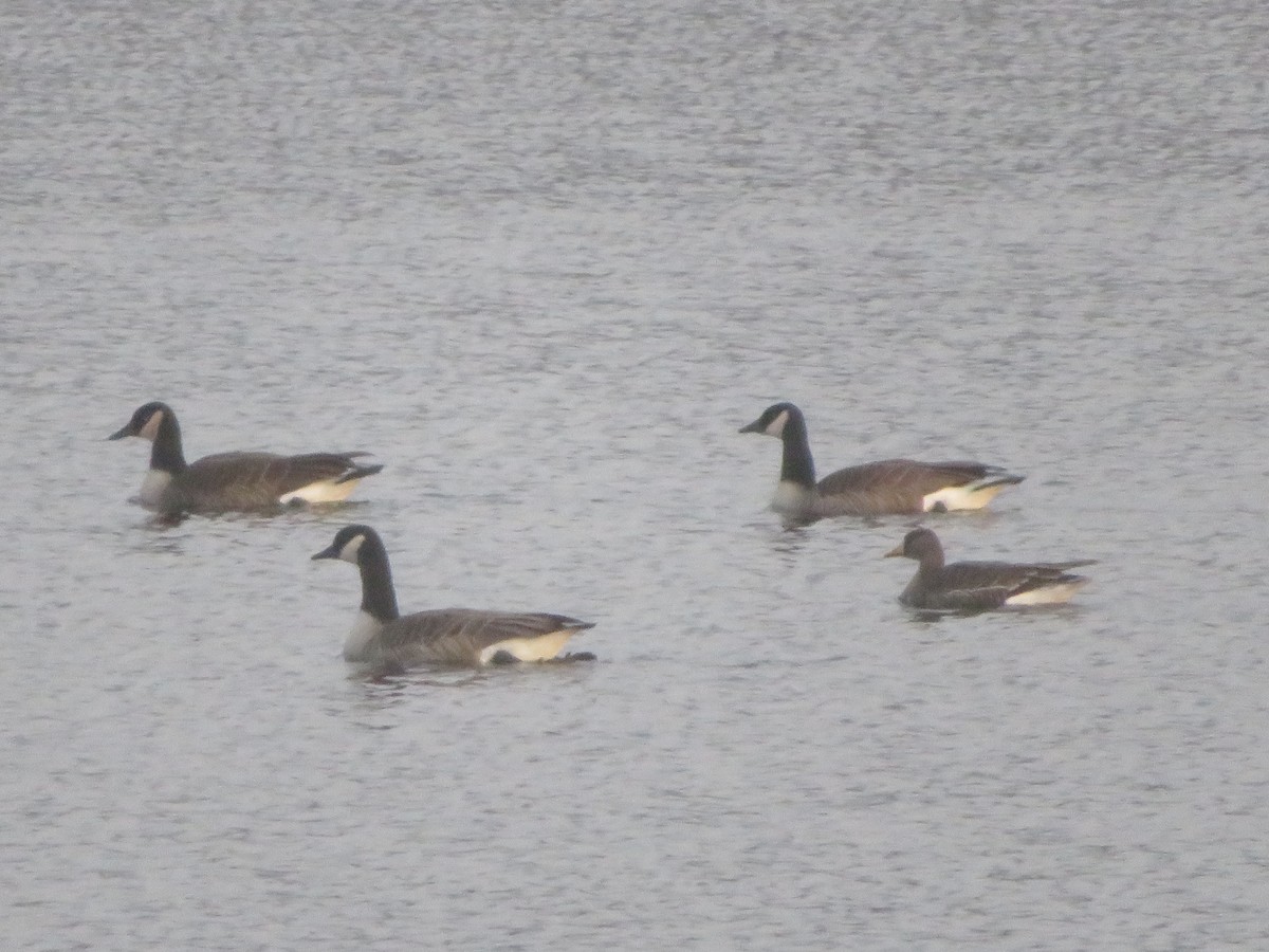 אווז לבן-מצח - ML646376829