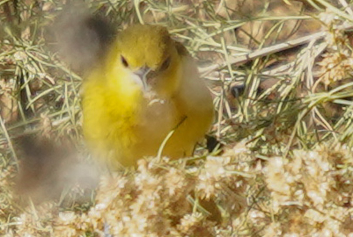 Orchard Oriole - ML646376830