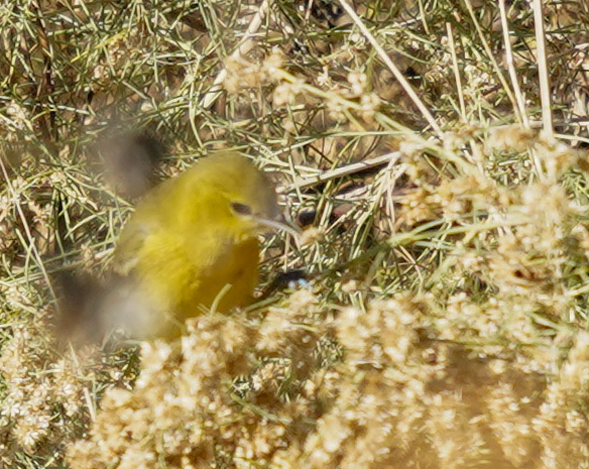 Orchard Oriole - ML646376831