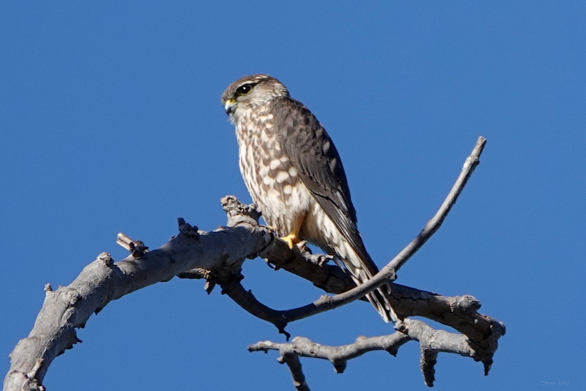 Merlin - ML646376832