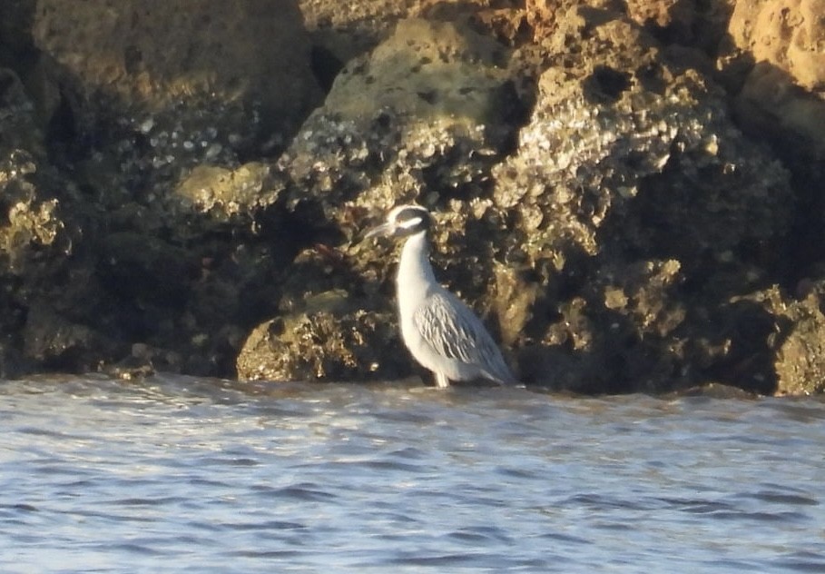 Yellow-crowned Night Heron - ML646376833