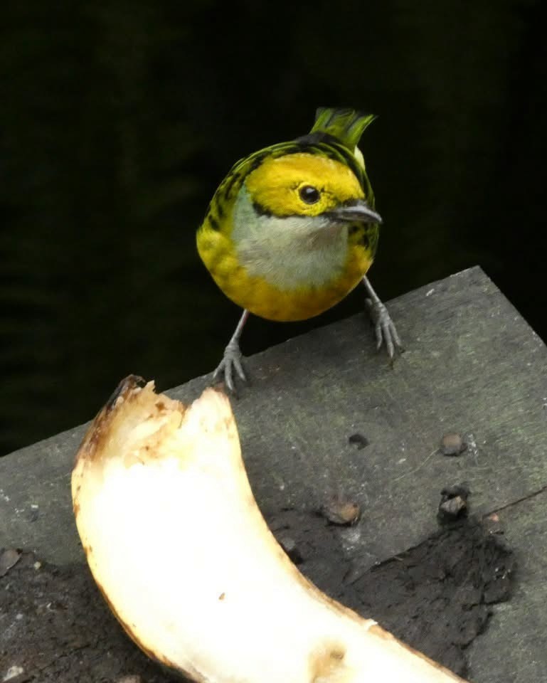 Golden-hooded Tanager - ML646376834