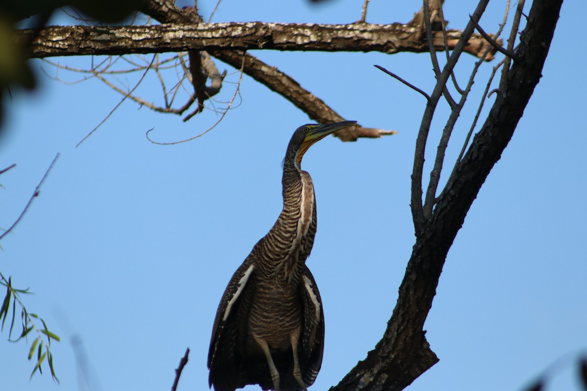 Bare-throated Tiger-Heron - ML646376836