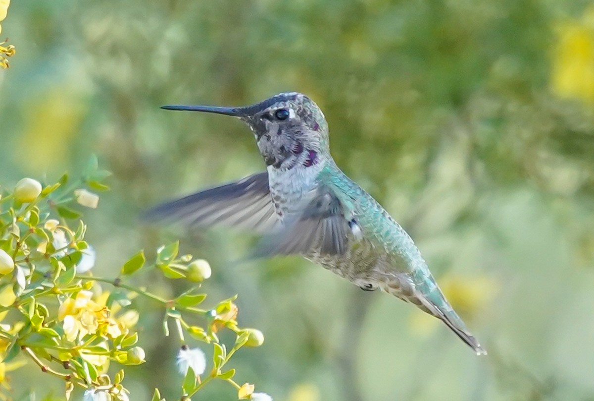 Anna's Hummingbird - ML646376837