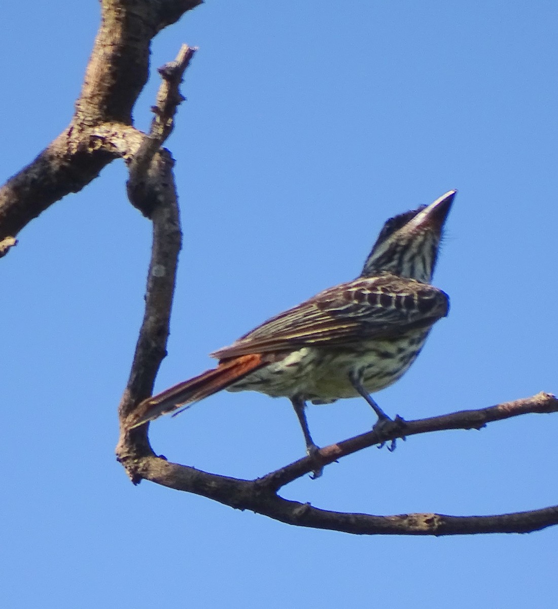 Streaked Flycatcher - ML646376843